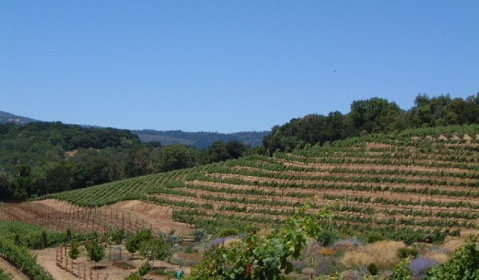 Sonoma071